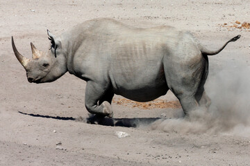A rare and endangered Black Rhinoceros in Etosha National Park - Namibia