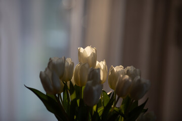 Weisse Tulpaen stehen auf dem Tisch