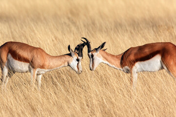 Springbok in Etosha National Park - Namibia - obrazy, fototapety, plakaty