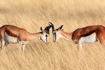 Fotobehang Springbok in Etosha National Park - Namibia © mrallen