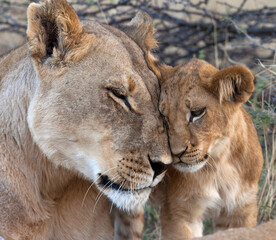 Lioness and cub in the Savuti region of Botswana