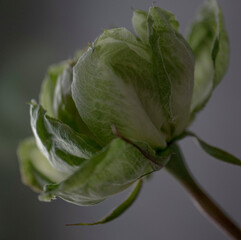 Veggie rose
