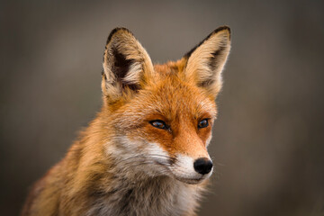 red fox portrait
