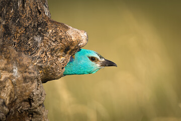 blue bird on a branch
