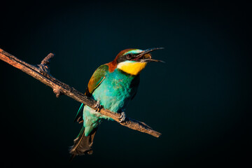 colorful bee eater