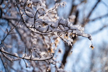 Winter wallpaper, snow on the trees, warm golden light of the northern sun illuminates the frozen branches at the sunset or sunrise, christmas background, wonderland, crystals, highlights, nature