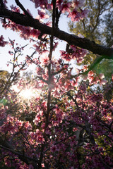 Floral. Closeup view of Prunus serrulata, also known as Japanese flowering cherry or Sakura, branches and flowers of pink petals, blooming in the park at sunset. Beautiful lens flare and dusk colors.	