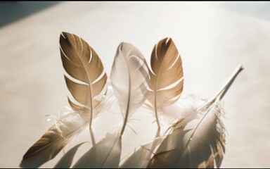 Three elegant white feathers against light background with sun rays and shadows. Airy concept. Copy space