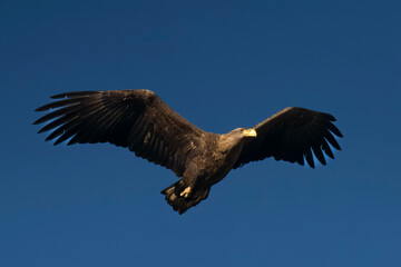 eagle in flight