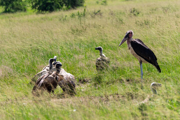 Marabu und Geier in grüner Savannenlandschaft