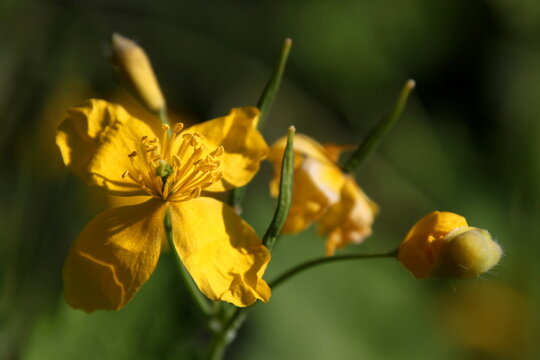 Celandine flower ( chelidonium majus) life cycle with opening bud, yellow blossom and unripe seeds