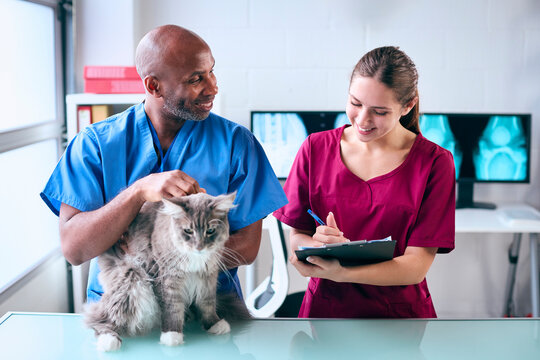 Male Vet And Female Trainee Veterinary Nurse Examining Pet Cat In Surgery
