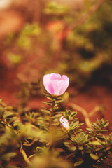Obraz premium Flower. Small and delicate pink flower, high quality photo with blurred background. Beautiful flora macro