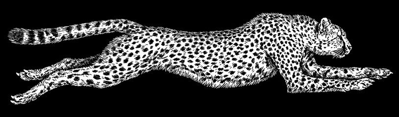 Vintage engraving isolated leopard set panther illustration ink sketch. Africa wild cat cheetah background jaguar animal silhouette art. Black and white hand drawn image © Turaev