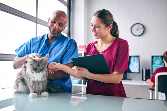 Male Vet And Female Trainee Veterinary Nurse Examining Pet Cat In Surgery