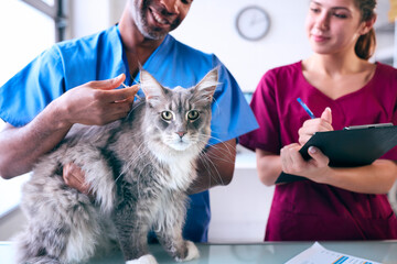 Close Up Of Male Vet And Female Trainee Veterinary Nurse Giving Pet Cat Injection In Surgery