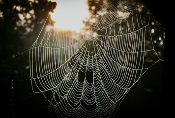 Misty Morning Web