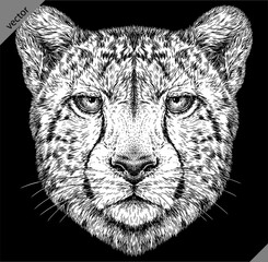 Vintage engraving isolated leopard set panther illustration ink sketch. Africa wild cat cheetah background jaguar animal silhouette art. Black and white hand drawn vector image