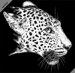Vintage engraving isolated leopard set panther illustration ink sketch. Africa wild cat cheetah background jaguar animal silhouette art. Black and white hand drawn vector image