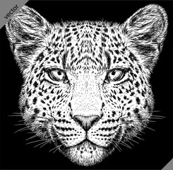 Vintage engraving isolated leopard set panther illustration ink sketch. Africa wild cat cheetah background jaguar animal silhouette art. Black and white hand drawn vector image