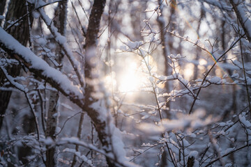 Winter background with the warm golden light of the northern sun, wallpaper of solar illumination through snow-covered tree branches in the frost frosty snowy day, very shallow focus
