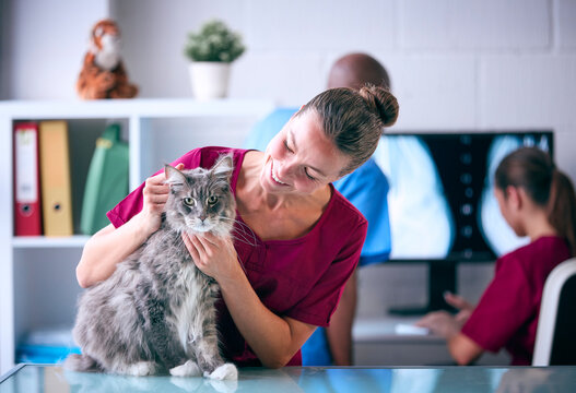 Female Vet Examining Pet Cat In Surgery With Veterinary Team In Background