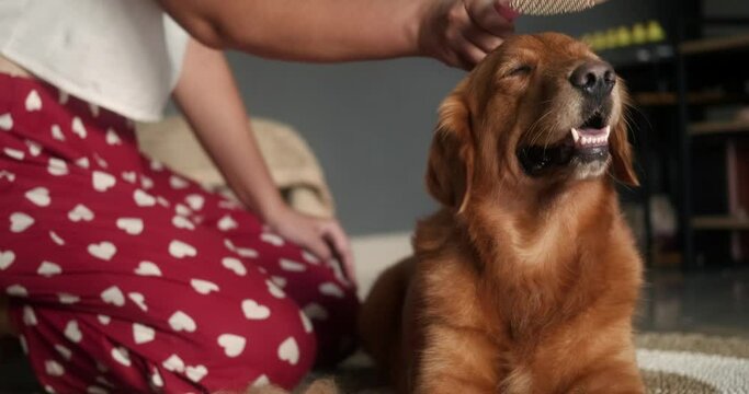 A young woman brushes the hair of her Golden Retriever. It's shedding season for long haired dogs. Caring for fur. Dog hair comb. Grooming salon at home. Funny face of a dog when you scratch its head.