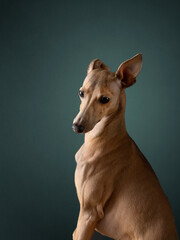 Italian Greyhound looks away, dark teal background. Captured in profile, this contemplative canine...