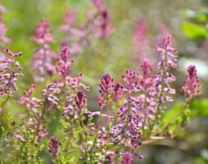 Fumaria officinalis blooms in nature