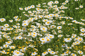Chamomile flowers (Leucanthemum vulgare) bloom in a meadow