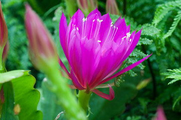 Obraz premium Epiphyllum hybrid with a large pink flower. Close-up of the cactus bloom. 