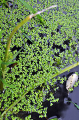 Lesser duckweed (Lemna minor) grows wild in a reservoir