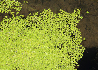 Lesser duckweed (Lemna minor) grows wild in a reservoir