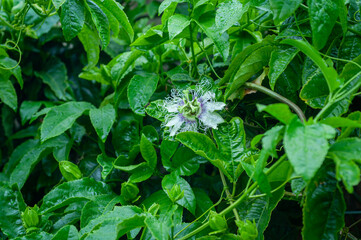 Passiflora, commonly known as Passion flower, surrounded by lush green foliage. This vibrant and...
