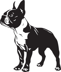 Boston Terrier dog isolated on white