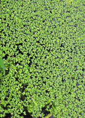 Lesser duckweed (Lemna minor) grows wild in a reservoir