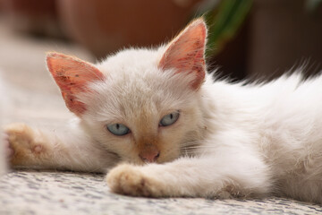 White cat with blue eyes resting on the floor
