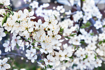 Blooming cherry tree, white flowers cherry on twig in garden in a spring day on blur nature background