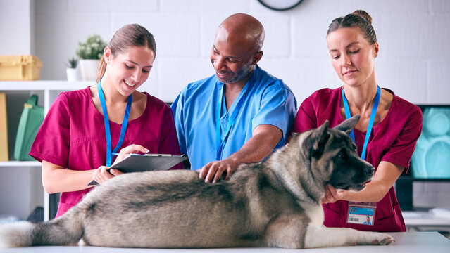 Male And Female Veterinary Team Examining Pet Akita Dog In Surgery