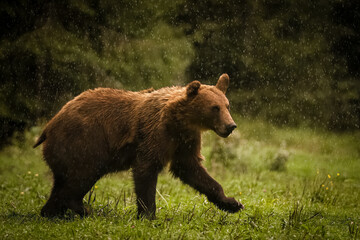 brown bear in the grass