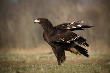 black eagle