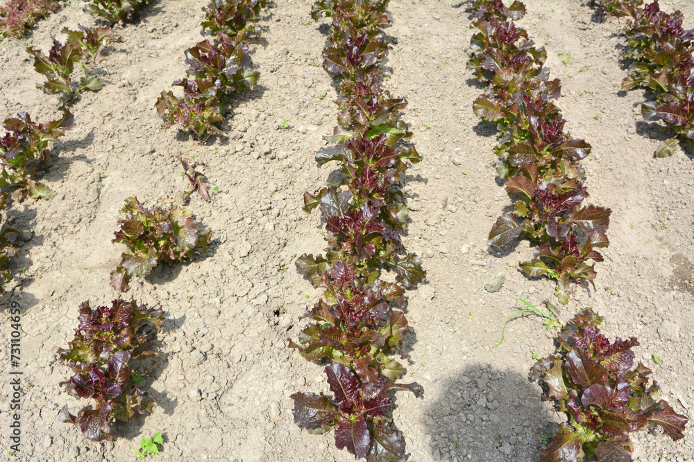 Sticker In the open ground grows lettuce (Lactuca sativa)