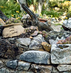 Marigolds (Calendula officinalis), lilies (Iris) and immortelles (Sempervivum) in the patio of a town house. Detail plan in stone planter with antique ornament.