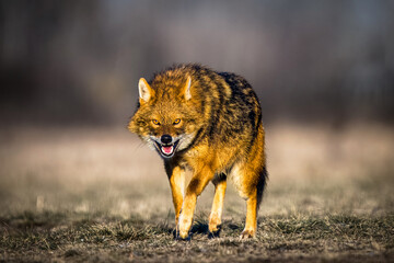 golden jackal