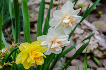 elegant beauty in every detail of a daffodil growing in a flowerbed close-up