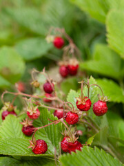 Fragaria moschata -  Musk Strawberry, Oboe Strawberry, Royal Capron,  delicious berry fruit. - 731104895