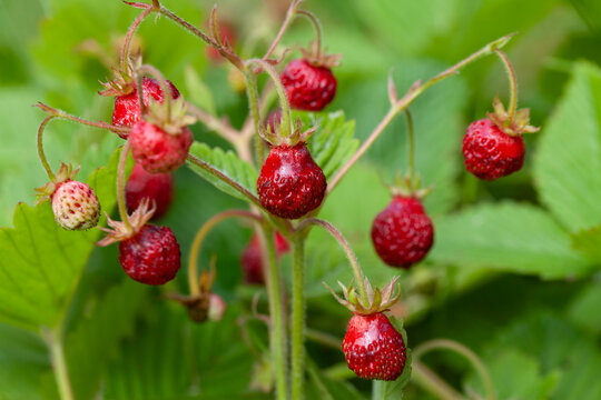 Fragaria moschata -  Musk Strawberry, Oboe Strawberry, Royal Capron,  delicious berry fruit.