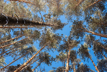 View of the snowy pine forest from below to the sky. Pine trees in the winter forest