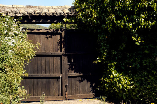 Ivy (Hedera), lilies (Iris) and celinda (Philadelphus coronarius) frame a wooden gate with a roof in the patio of a town house.