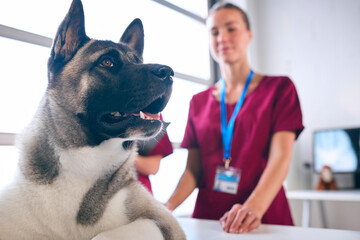 Close Up Of Female Vet Examining And Stroking Pet Akita Dog In Surgery